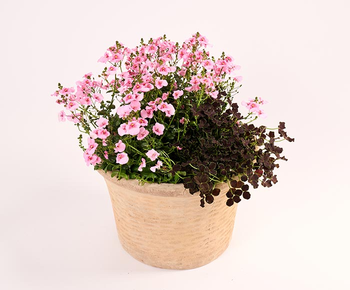 Skøn sommerherlighed med planter, floristens valg