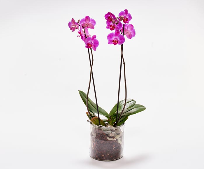 Mors dag orkidé i glasskjuler, floristens valg