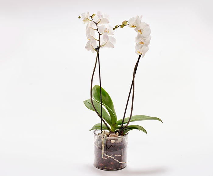 Hvid orkide i glasskjuler